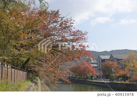 琵琶湖疎水(岡崎疏水)の紅葉 琵琶湖疎水(岡崎疏水)の紅葉 60915978