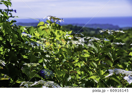 （千葉県）麻綿原高原　妙法生寺・天拝園から望む太平洋 60916145