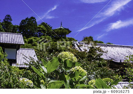 (千葉県)麻綿原高原 妙法生寺・天拝園の紫陽花 (千葉県)麻綿原高原 妙法生寺・天拝園の紫陽花 60916275