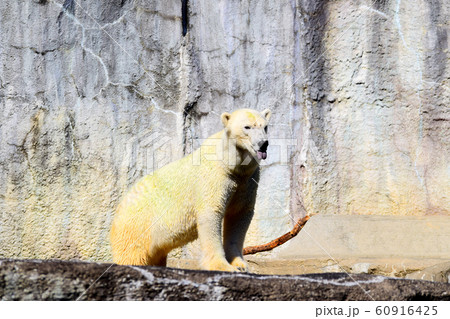 ホッキョクグマ ホッキョクグマ 60916425
