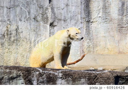 ホッキョクグマ ホッキョクグマ 60916426