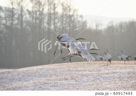 早朝の給餌場に降り立つタンチョウ（北海道・鶴居） 60917493