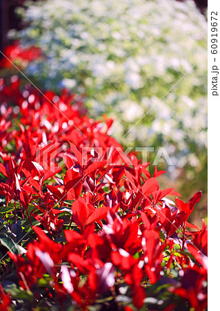 街の寸景 紅く色付いた垣の写真素材 街の寸景 紅く色付いた垣の写真素材