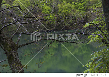 十二湖/落口の池/青森県深浦町 十二湖/落口の池/青森県深浦町 60919693