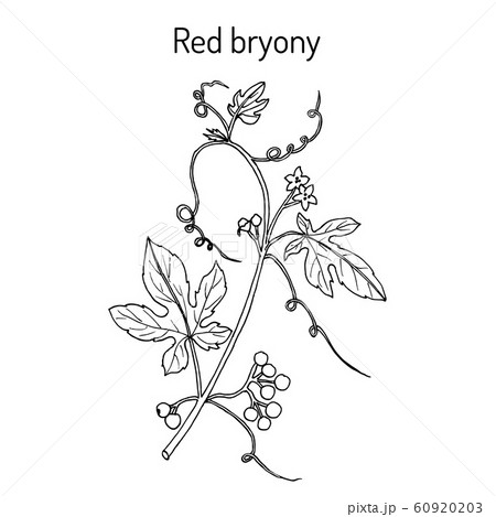Red or white bryony Bryonia dioica 60920203