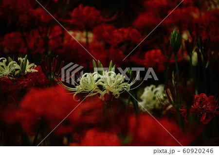 彼岸花、マンジュシャゲ、御頭様宅、蔓珠沙華 60920246