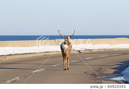 車道を歩くエゾシカ（オス成獣・後ろ姿） 60920393
