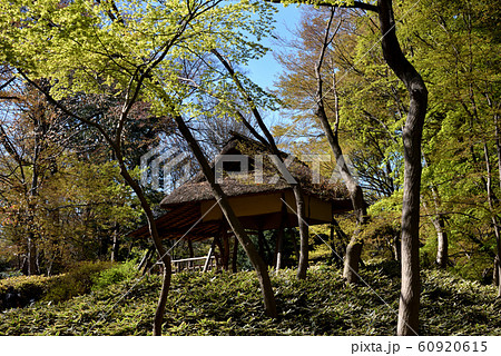 六義園 芽吹きの頃のつつじ茶屋 六義園 芽吹きの頃のつつじ茶屋 60920615