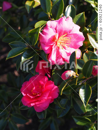 美しいサザンカ(山茶花) 美しいサザンカ(山茶花) 60921240