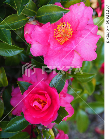 美しいサザンカ（山茶花） 60921267