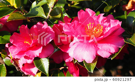 美しいサザンカ(山茶花) 美しいサザンカ(山茶花) 60921297