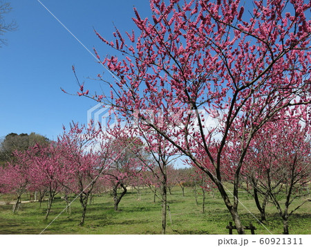 花桃が咲く春の古河公方公園（古河桃まつり開催期間） 60921311