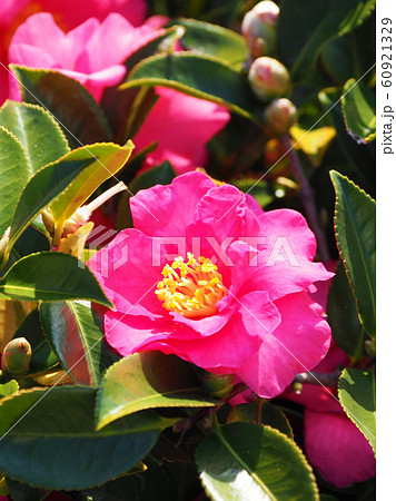 美しいサザンカ（山茶花） 60921329