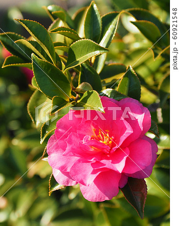 美しいサザンカ（山茶花） 60921548