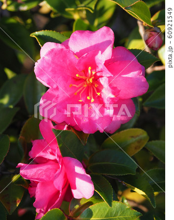 美しいサザンカ(山茶花) 美しいサザンカ(山茶花) 60921549