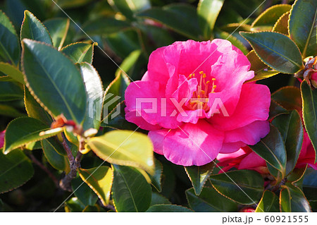 美しいサザンカ（山茶花） 60921555