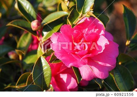 美しいサザンカ(山茶花) 美しいサザンカ(山茶花) 60921556