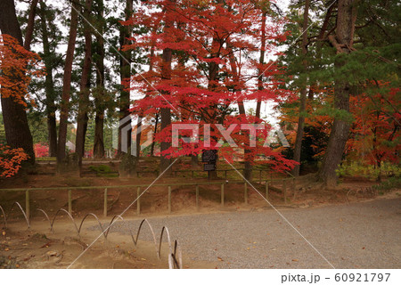 毛越寺の紅葉 60921797