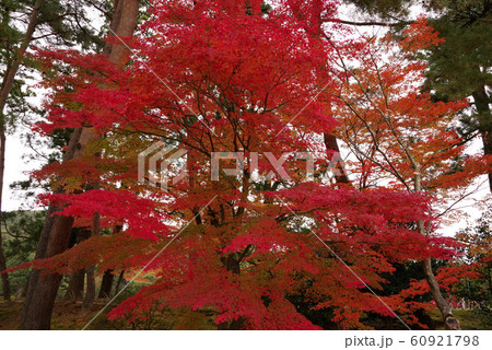 毛越寺の紅葉 毛越寺の紅葉 60921798