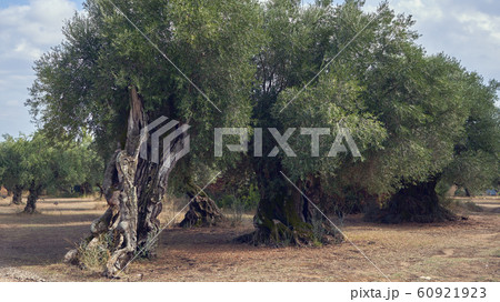 Greece, big old olive trees 60921923