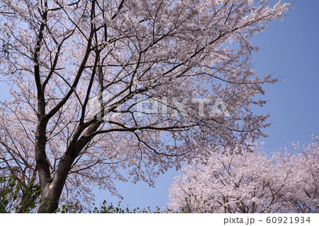うつぶな公園の桜 60921934