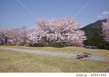 うつぶな公園の桜 うつぶな公園の桜 60921949