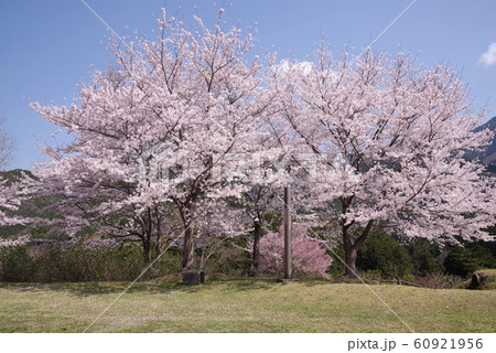 うつぶな公園の桜 うつぶな公園の桜 60921956