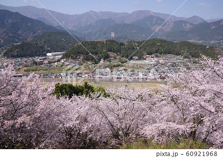 うつぶな公園の桜 60921968