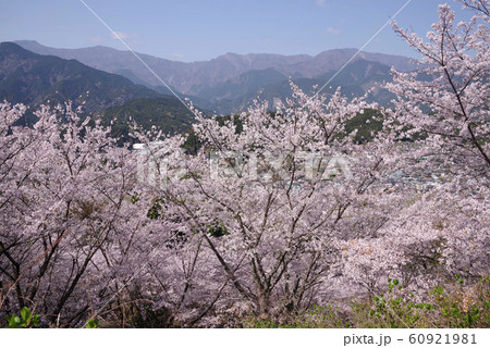 うつぶな公園の桜 うつぶな公園の桜 60921981