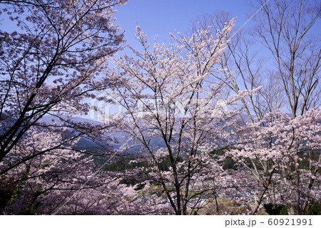 うつぶな公園の桜 60921991
