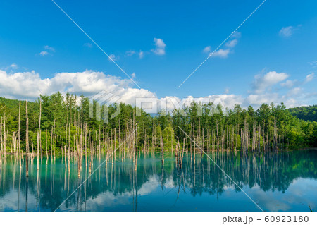 青い池 美瑛 夏 青い池 美瑛 夏 60923180