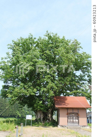 ご神木 「川連のホオノキ」in 秋田 60923213