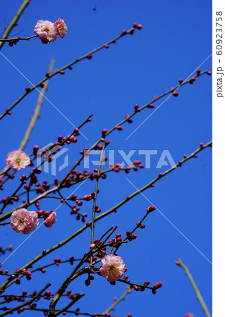 梅 紅梅 青空 花 つぼみ 枝 昼間 青 ピンク 春 梅 紅梅 青空 花 つぼみ 枝 昼間 青 ピンク 春 60923758