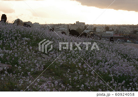 【ヨルダン】ザルカ、住宅街の丘の上を歩く羊の群れとピンク色の花を咲かせて生い茂る野草 【ヨルダン】ザルカ、住宅街の丘の上を歩く羊の群れとピンク色の花を咲かせて生い茂る野草 60924058