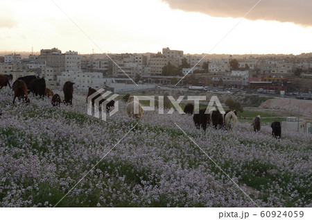 【ヨルダン】ザルカ、住宅街の丘の上を歩く羊の群れとピンク色の花を咲かせて生い茂る野草 60924059
