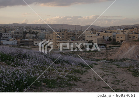 【ヨルダン】ザルカ、ピンク色の花を咲かせて生い茂る野草越しに見える住宅街 【ヨルダン】ザルカ、ピンク色の花を咲かせて生い茂る野草越しに見える住宅街 60924061