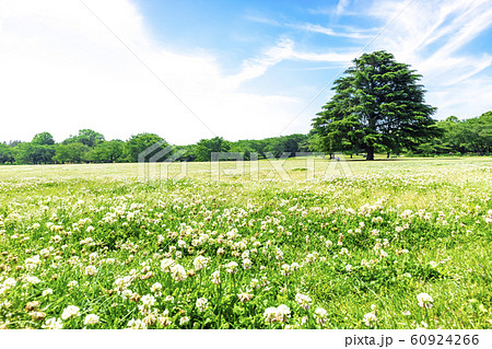 緑と青空と花畑の広がる風景 緑と青空と花畑の広がる風景 60924266