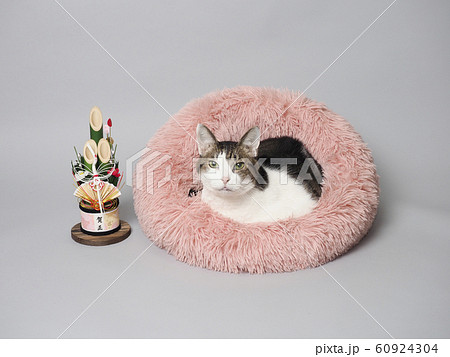 門松とベッドに入った八割れ猫 60924304