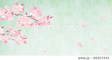 春の花 緑の和紙を背景にした さくらと散る花びらの水彩イラスト コピースペースありのイラスト素材