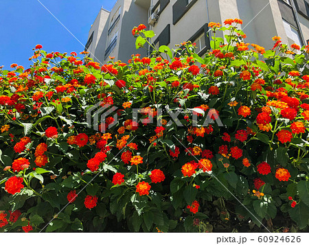 Bright and beautiful flowers Bright and beautiful flowers 60924626