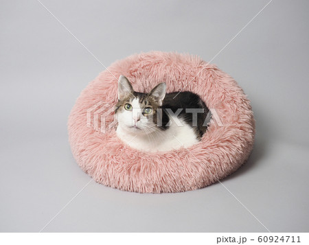 ベッドに入った八割れ猫 60924711