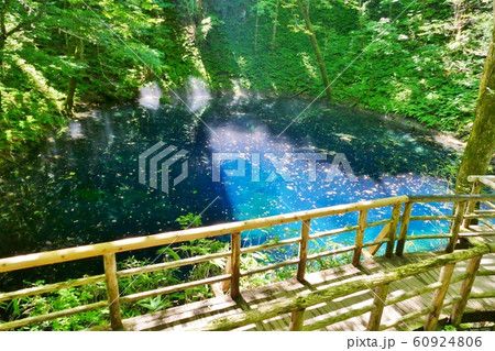 《十二湖の青池》青森県深浦町 《十二湖の青池》青森県深浦町 60924806