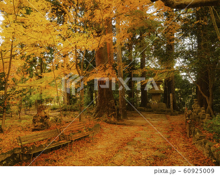 【滋賀】湖南三山 長寿寺の紅葉 敷き紅葉 【滋賀】湖南三山 長寿寺の紅葉 敷き紅葉 60925009