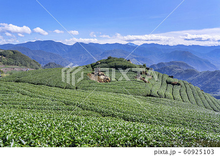 茶畑 紅茶農園 茶園 60925103
