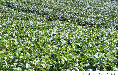 ティー 紅茶 茶 60925163