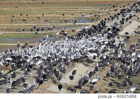 出水市ツル観察センターから見たツルの写真素材