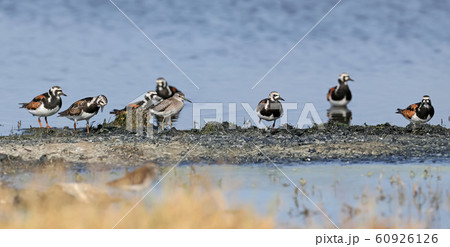 Panorama with a birds Panorama with a birds 60926126