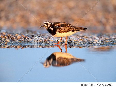 And again about The ruddy turnstone (Arenaria And again about The ruddy turnstone (Arenaria 60926201