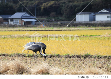 越冬のために出水市に来たマナヅル 60926231
