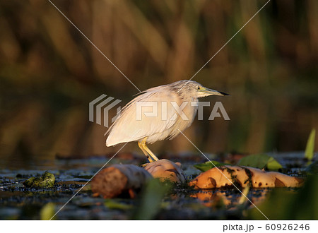 The magic of morning light 60926246